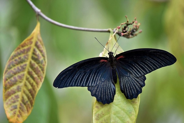 black butterfly